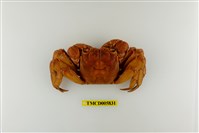 藏品(帝王仿相手蟹)的圖片